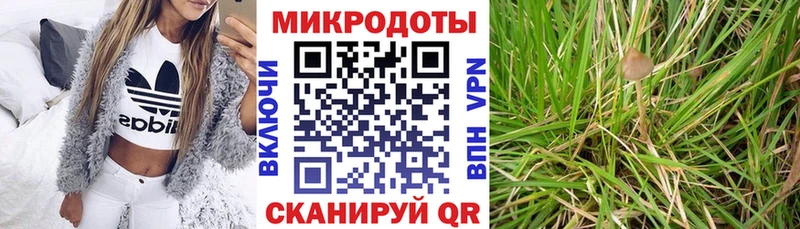 Купить где  Сланцы  Псилоцибиновые грибы Cubensis 